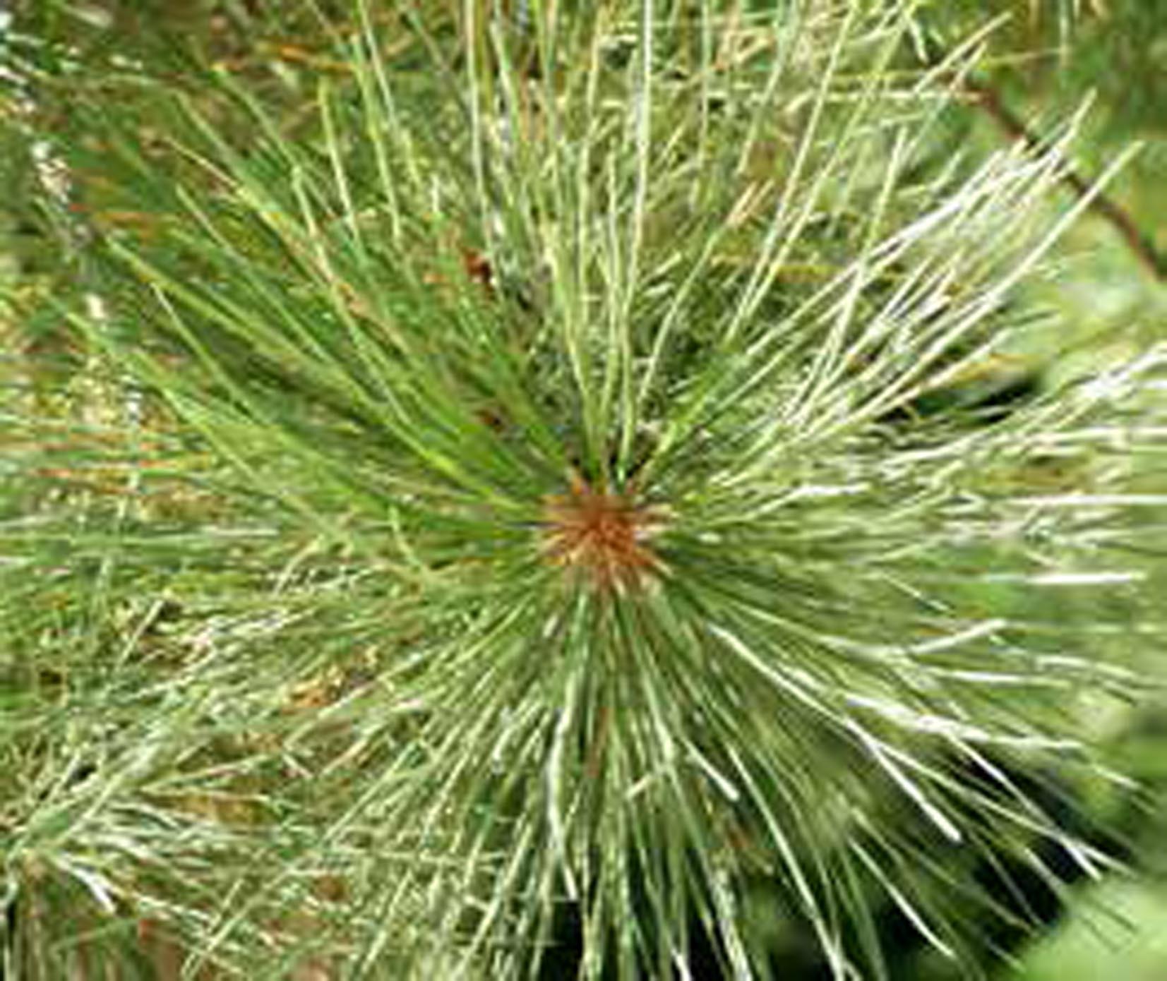 Montana vegetation