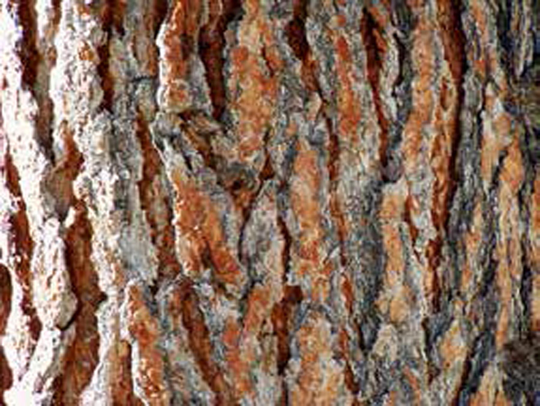 montana pine tree